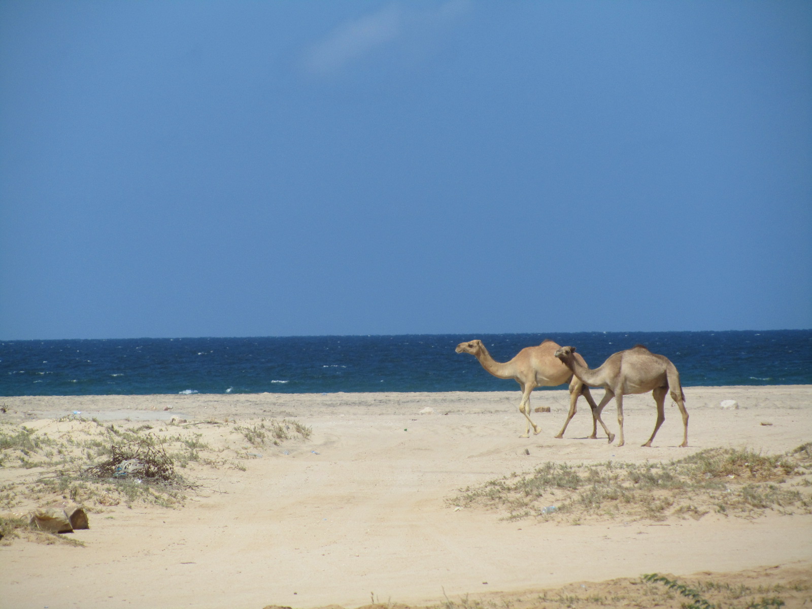 Camel beach. 